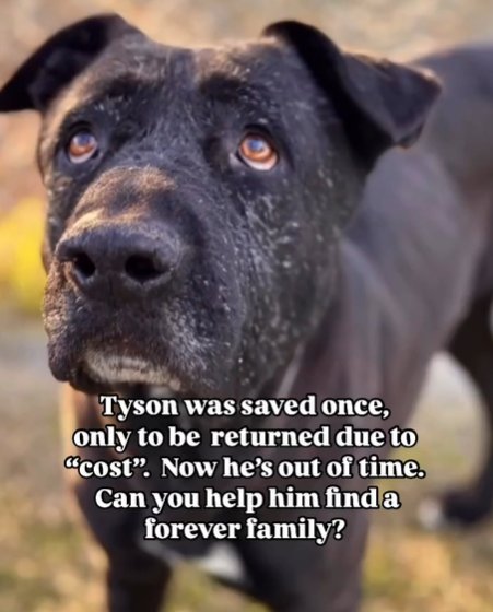 URGENT! Precious TYSON #A5659489 6yo, is running out of time ⏳ 
Darling boy is so sweet, extremely loving, Lab-mix, great personality.
He just wants a chance to live &amp; b loved!
PLZ #ADOPT #FOSTER OR #PLEDGE TO ATTRACT A RESCUE 🛟#Lancaster #California 
PLZ SAVE TYSON