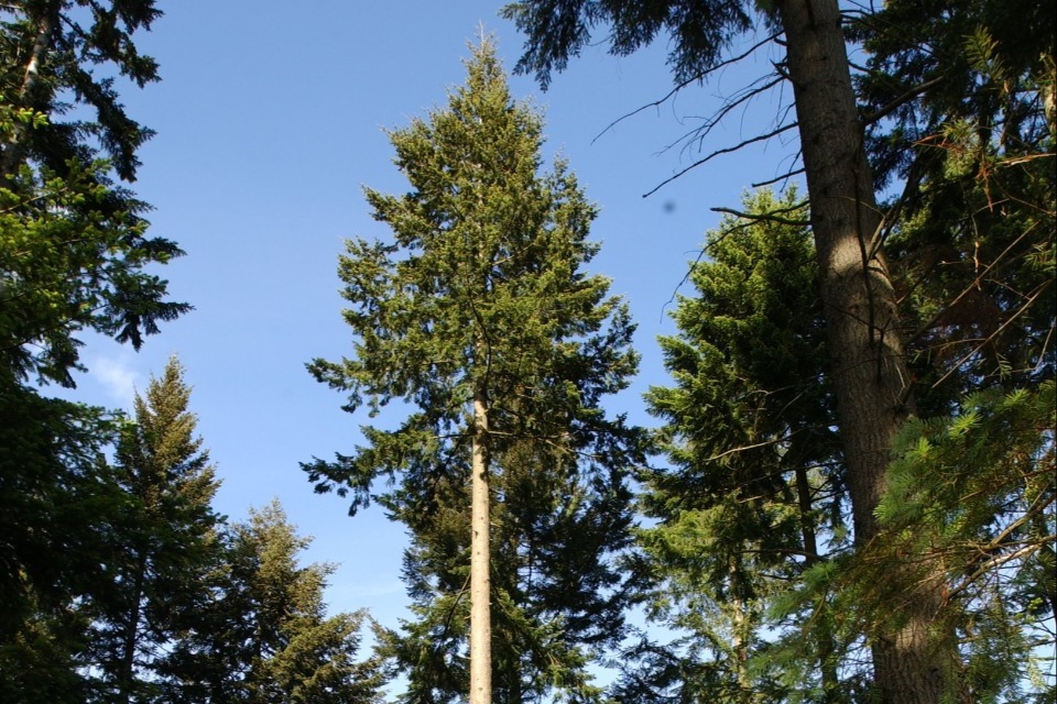 ForestryComm's tweet photo. A new programme is set to develop the next generation of British grown Douglas fir seed, helping to boost the timber industry and the future resilience of our woodlands 🌲 @Forest_Research https://t.co/LMrjTwV0Xt https://t.co/eT5AD2MlLE