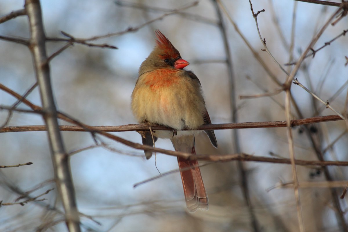 #BestWishes to everyone over the Holiday Season! A big thank you to all my colleagues, collaborators and connections for your partnership in 2024. Looking forward to 2025 and all that we can do together. 

(Northern Cardinal - last January)