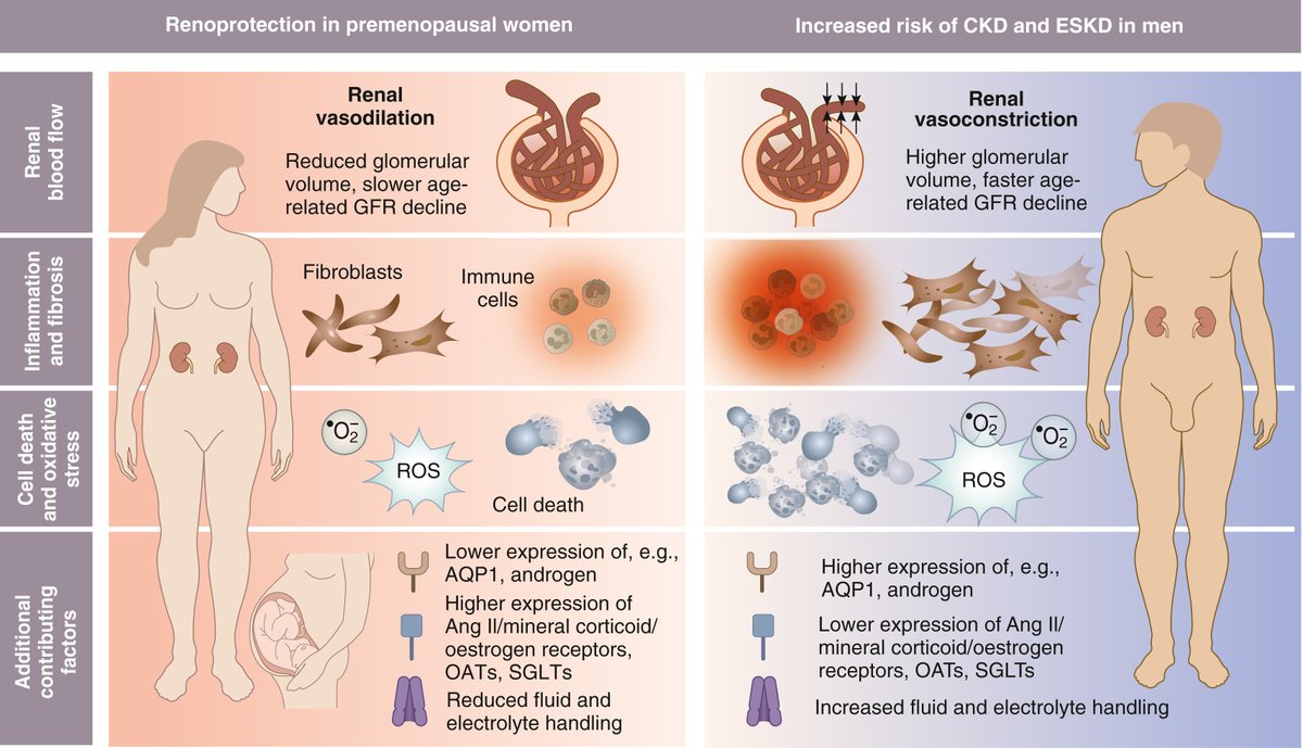 Kidney_Int's tweet photo. Sex dimorphism in #kidney health and disease: mechanistic insights and clinical implication
https://t.co/7IVWJq8jHJ
#OpenAccess #KIReview #AKI #acutekidneyinjury #CKD @unicomplutense #kidney #autoimmunedisease #nephtwitter @ERAkidney https://t.co/8GhH1pcCVe