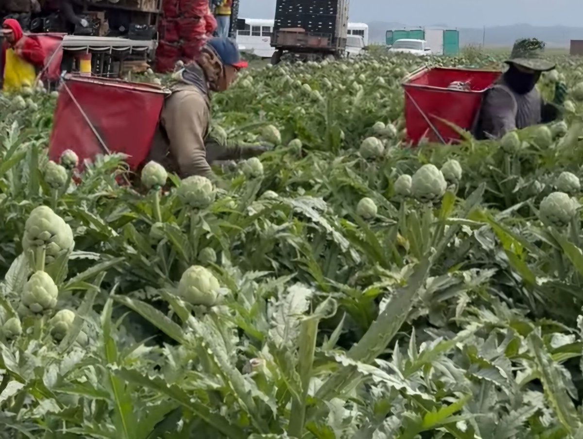 United Farm Workers (@ufwupdates) on Twitter photo Martin and Efrain are harvesting artichokes outside of Salinas CA. They do this by packing through the rough stem and throwing the vegetable over their shoulder into there bag they carry on there backs. These bags weigh more than 80 lb when they are full. #WeFeedYou Martin and Efrain are harvesting artichokes outside of Salinas CA. They do this by packing through the rough stem and throwing the vegetable over their shoulder into there bag they carry on there backs. These bags weigh more than 80 lb when they are full. #WeFeedYou