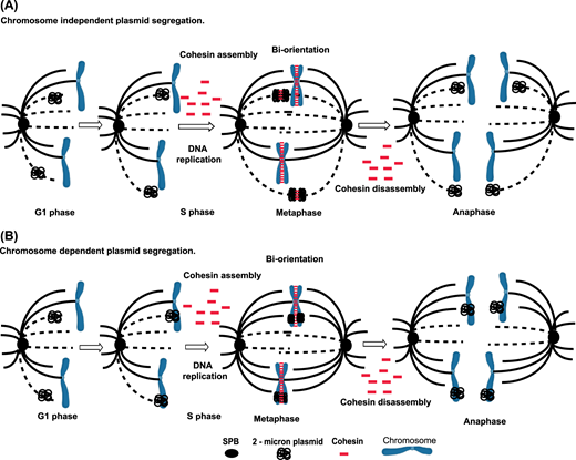 PPPublishing's tweet photo. Kumar and Ghosh delve into the probable chromosome hitchhiking mechanisms of the 2-micron plasmid, highlighting roles of plasmid-encoded proteins and their interactions with the host genome and proteins in this #BiochemSocTrans mini-review
https://t.co/7mxNa4jFOM https://t.co/Sxt7n1kbkc