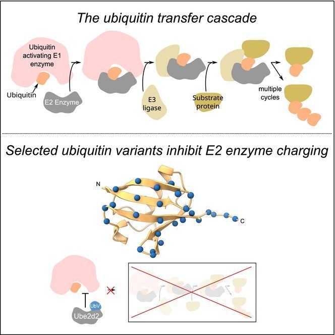 FEBSJournal's tweet image. We’re nearly there, folks! 😌 Grab a hot chocolate & keep those Monday blues away with a #festiveFEBSJ #Editorschoice by:
Middleton & team, who identified #ubiquitin variants that can bind to and inhibit a ubiquitin-conjugating E2 #enzyme
🔎 buff.ly/3VOX6Rj