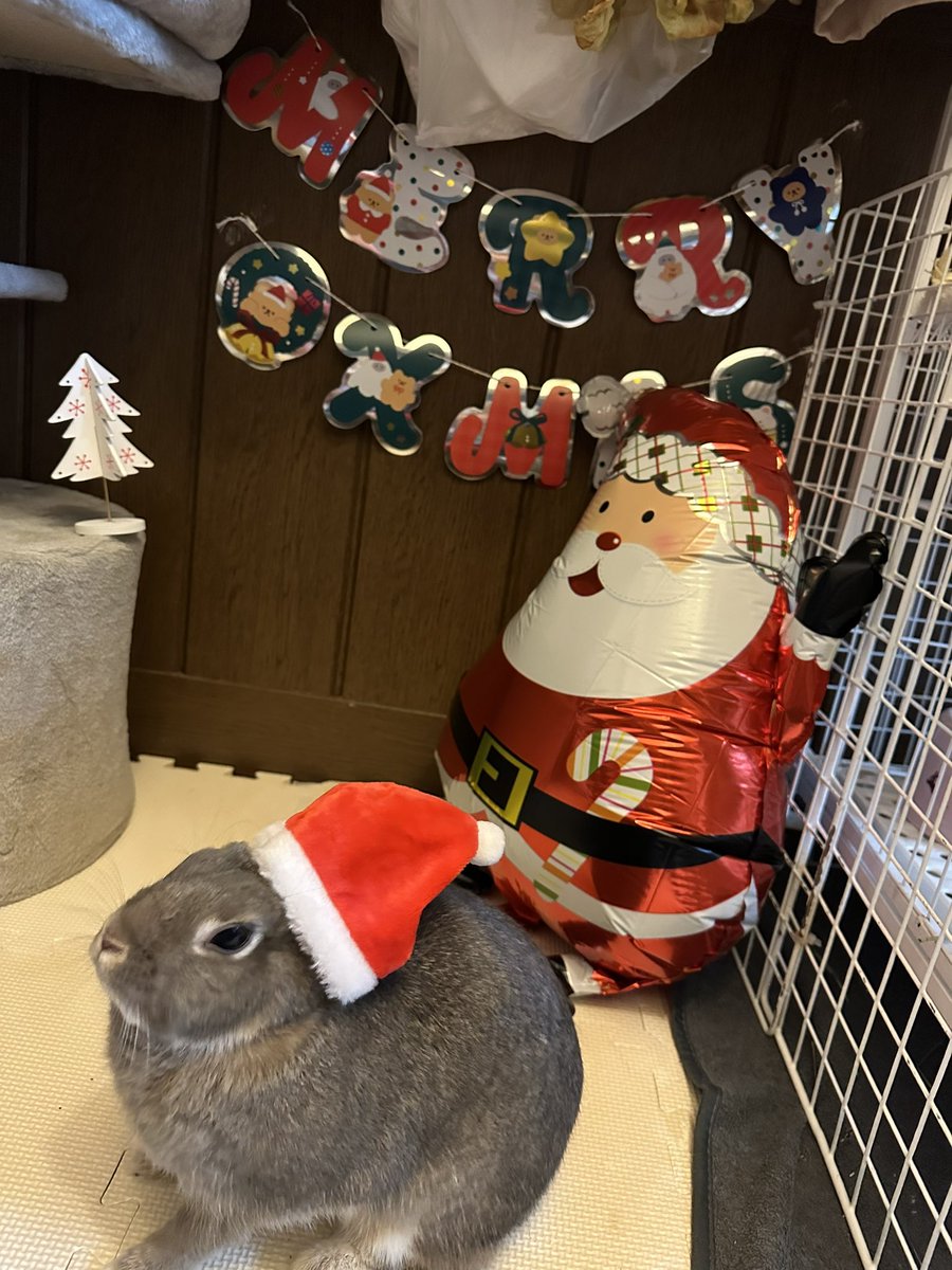 usako0812w's tweet photo. お久しぶりです😊
皆さん、メリークリスマス🎄🎅✨
#うさぎ 
#うさぎのしっぽ 
#うさぎがいる暮らし 
#うさぎ好きさんと繋がりたい https://t.co/d3HerAjSUs