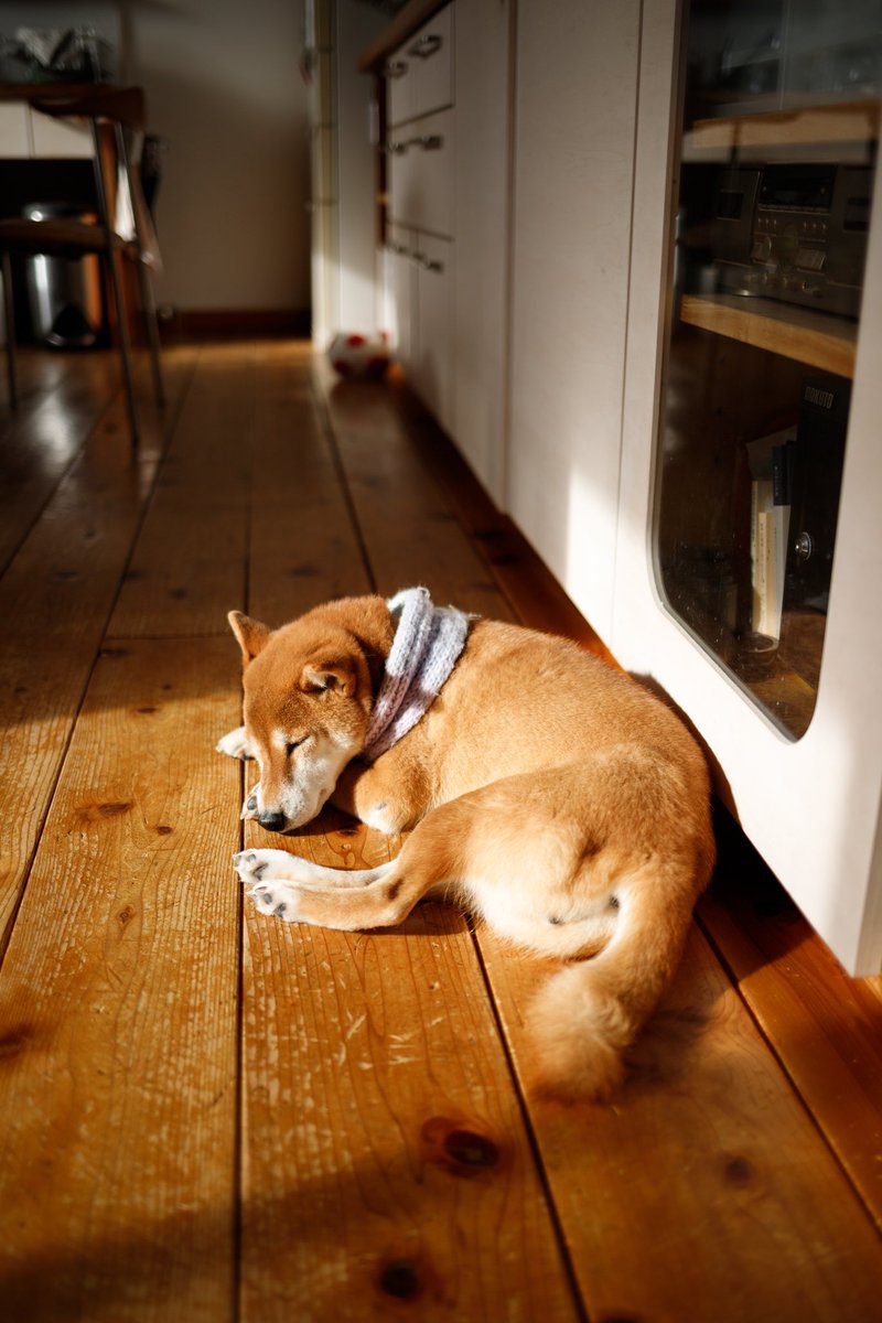 robertohouse21's tweet photo. ひなたぼっこ

#柴犬 #しばいぬ #shibainu
#eos6dmark2 https://t.co/nwRzaqD395
