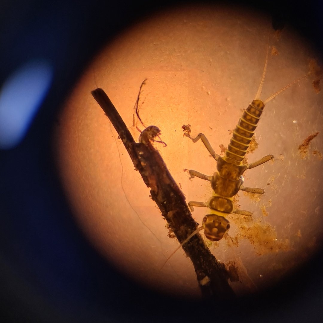 For today's #MicroscopeMonday it's double trouble. 

#riverfly #sample #ID #takeaguess #entomology