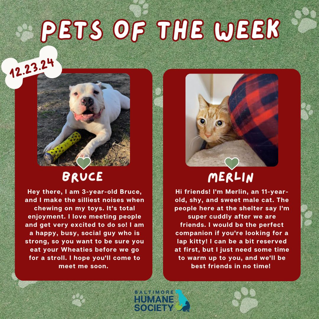 bmorehumane's tweet photo. Meet Merlin and Bruce, our Pets of the Week! These two, along with all of our other animals, are hopeful to find loving homes just in time for the holidays.
Adopt: https://t.co/7RlTUsLYxP
#bmorehumane #petsoftheweek #baltimore https://t.co/vjEQzk7SXU