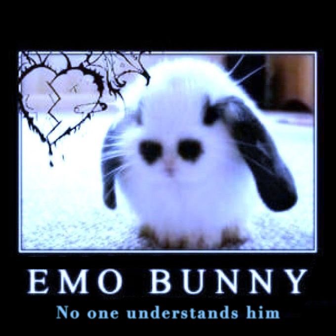 Bunnies (@bunnies) on Twitter photo 