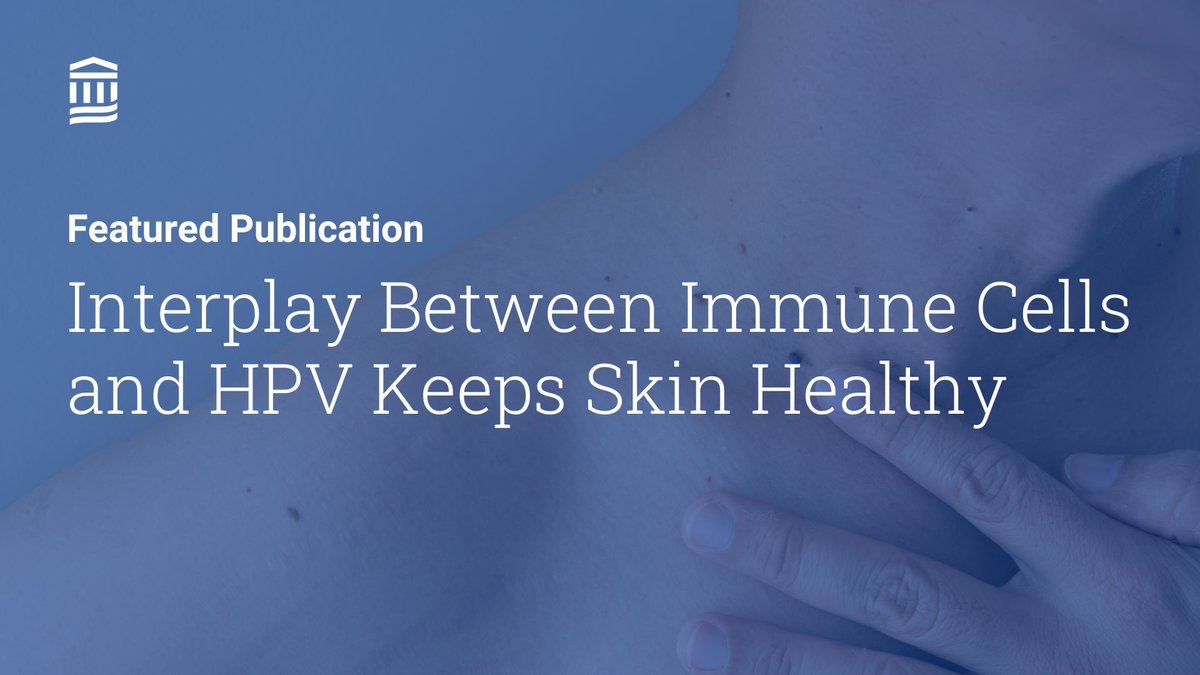 Mass General Brigham Research (@mgbresearchnews) on Twitter photo In a new <a href="/Cancer_Cell/">Cancer Cell</a> study, researchers from <a href="/MGHDermatology/">MGHDermatology</a> and colleagues investigated how the interplay between immune cells and HPV keeps skin healthy.
Read more: massgeneral.org/news/research-… doi.org/10.1016/j.ccel… <a href="/CaImmunoprevent/">Shawn Demehri</a> In a new <a href="/Cancer_Cell/">Cancer Cell</a> study, researchers from <a href="/MGHDermatology/">MGHDermatology</a> and colleagues investigated how the interplay between immune cells and HPV keeps skin healthy.
Read more: massgeneral.org/news/research-… doi.org/10.1016/j.ccel… <a href="/CaImmunoprevent/">Shawn Demehri</a>