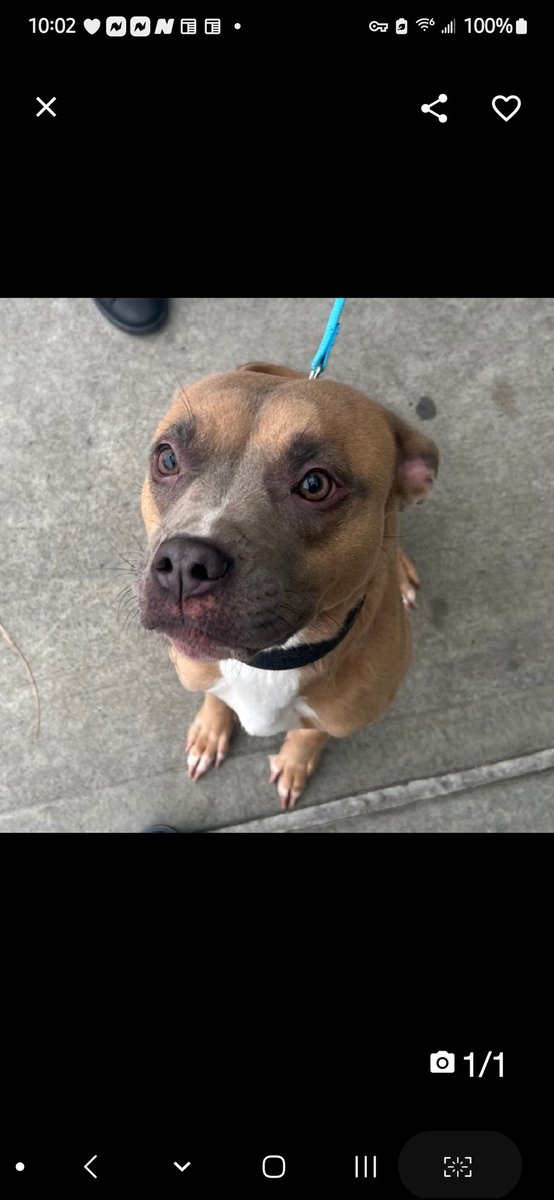 MyBoxerLuvMac1's tweet photo. 💞Mariah💞
▪️#NewIntake #217132 2y
#NYCACC

Precious sweetie's 💔, just arrived @ scary shelter.
Affectionate, friendly, social, adorable, young girl.
Looking 4 gentle human, 2 share her 2nd chance w.
 Deserves loving, #Adopter/N.East #Foster, 2 blossom into yr BFF.

DM @CathyPolicky
Pls #pledge 
💞M
https://t.co/23YnaTx7bw