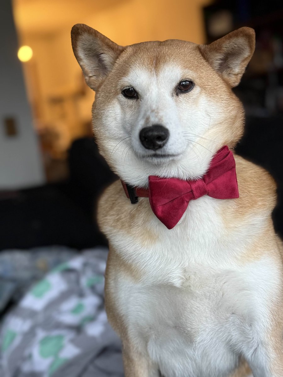 Patch My PC tweet media