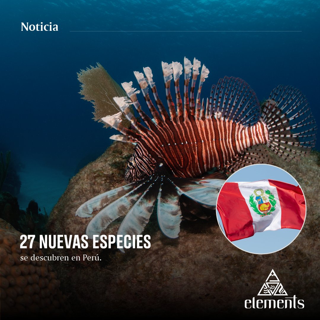 🇵🇪La región del Alto Mayo, en Perú, conocida por su exuberante biodiversidad y desafiada por la deforestación, ha revelado un sorprendente secreto.

📲Lee la nota completa aquí: bit.ly/3ZN0JIR

#animales #conservacion #agua #pez