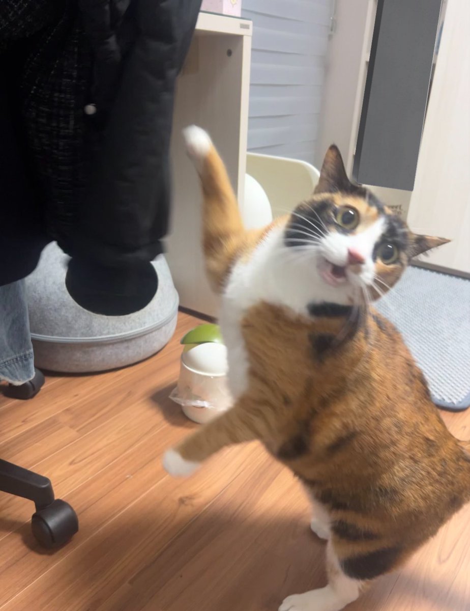 웃기니까 여기도 올려야지
동생이 유기묘 보호소 봉사다녀왔는데
동생 겉옷에서 이상한 냄새 난다고 개.난리난 우리집 고영이