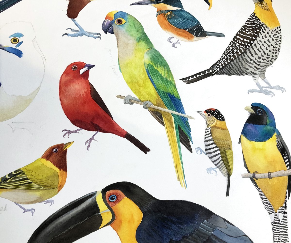 JaneSunflower's tweet photo. Here's a bit more progress on my #painting of some of the insanely colourful Brazilian birds we saw back in the autumn...

On the far left, that's a plush crested jay beginning to appear.

#workinprogress #birds #watercolour #birdsofbrazil #paintingbirds #colourfulbirds #brazil https://t.co/YGnhGMzKUz
