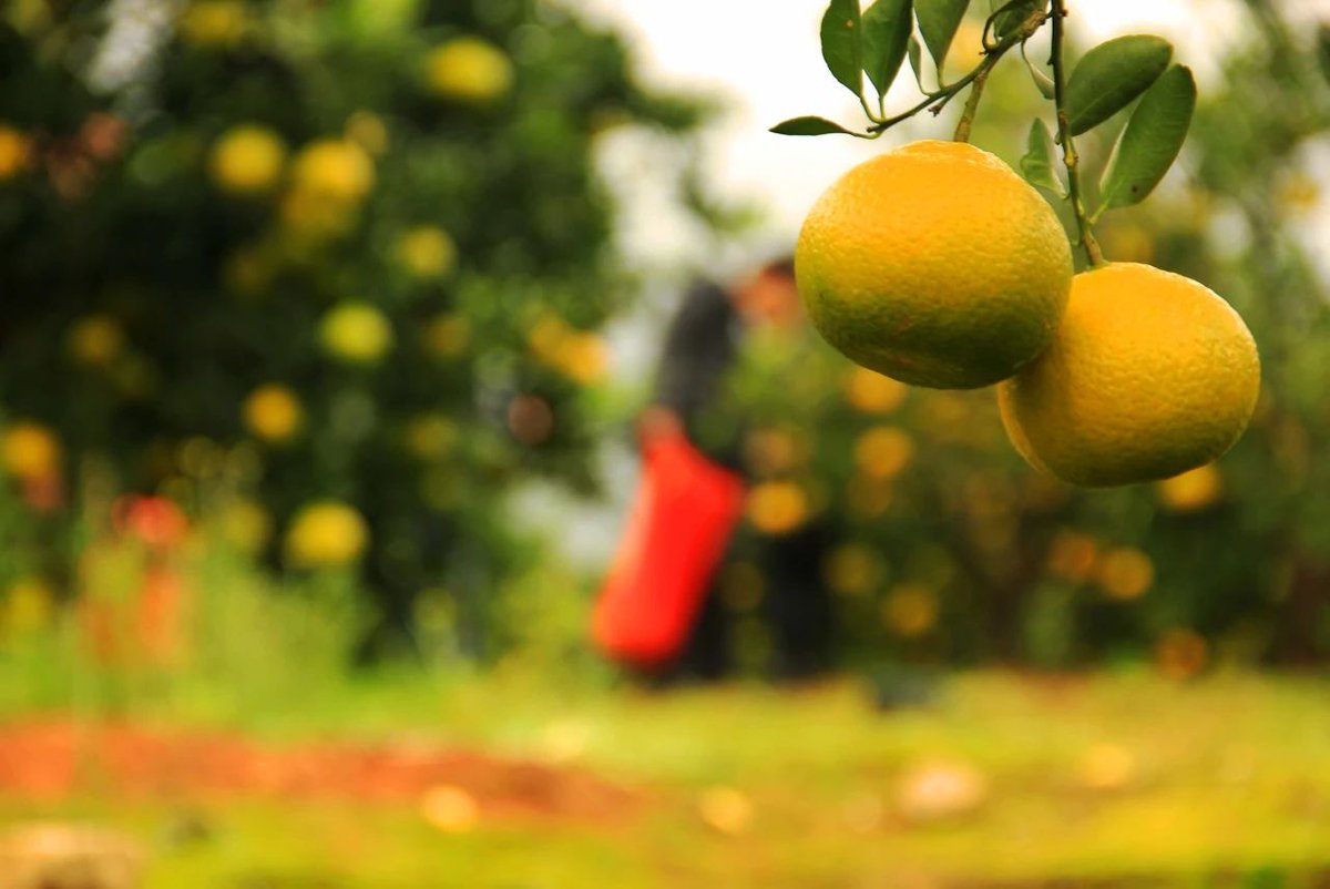 一起去摘甜桔柚吗#冬天你好# “甜桔柚”是桔子和柚子的结合体 它的外形既像桔子又跟柚子有几分相似 既有柚子的清新，又有桔子的香甜