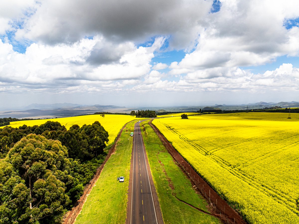 ItsMiller_G's tweet photo. It is the season....

Canola plantations. https://t.co/nGNUjMXbn0