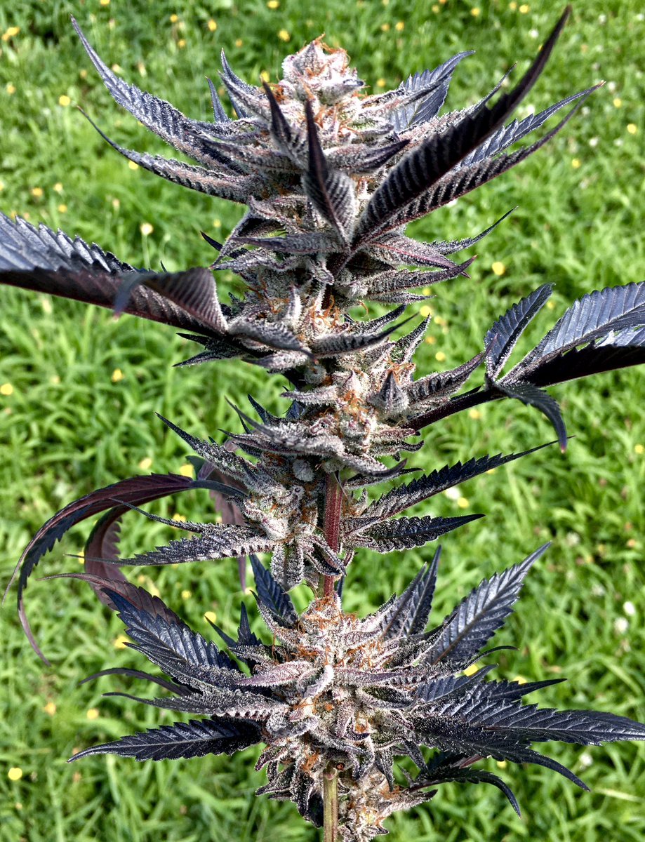 Rocky_Redz's tweet photo. Winter Sale!! ❄️ •PKB Runtz• Platinum Kush Breath Remix #2 X (Runtz X Pancakes) - This is a special cross between my Platinum Kush Breath Remix #2 mother that throws down dense dark flowers covered in frost and my (Runtz x Pancakes) male https://t.co/CTTy8J5oHZ