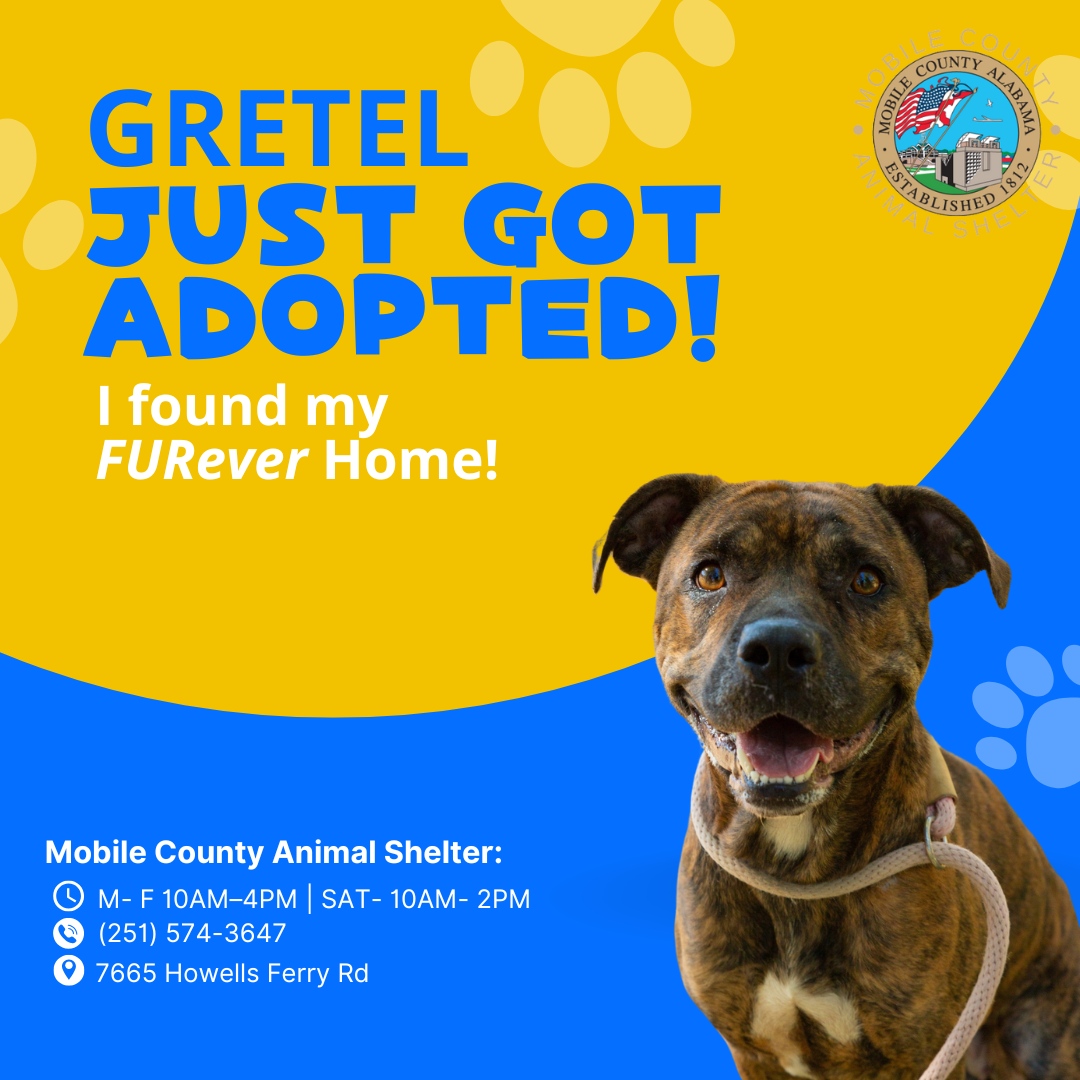 MCACShelter's tweet photo. Happy Tails! Tazz, Ned, Gretel, Gator and Blue found their forever homes. 🐾💙 
 #opttoadopt #adoptdontshop #happytail #shelterpet #adoptionstory

See Mobile County Animal Shelter's adoptable dogs at https://t.co/XASR20YJqY https://t.co/P7YEJstpeo