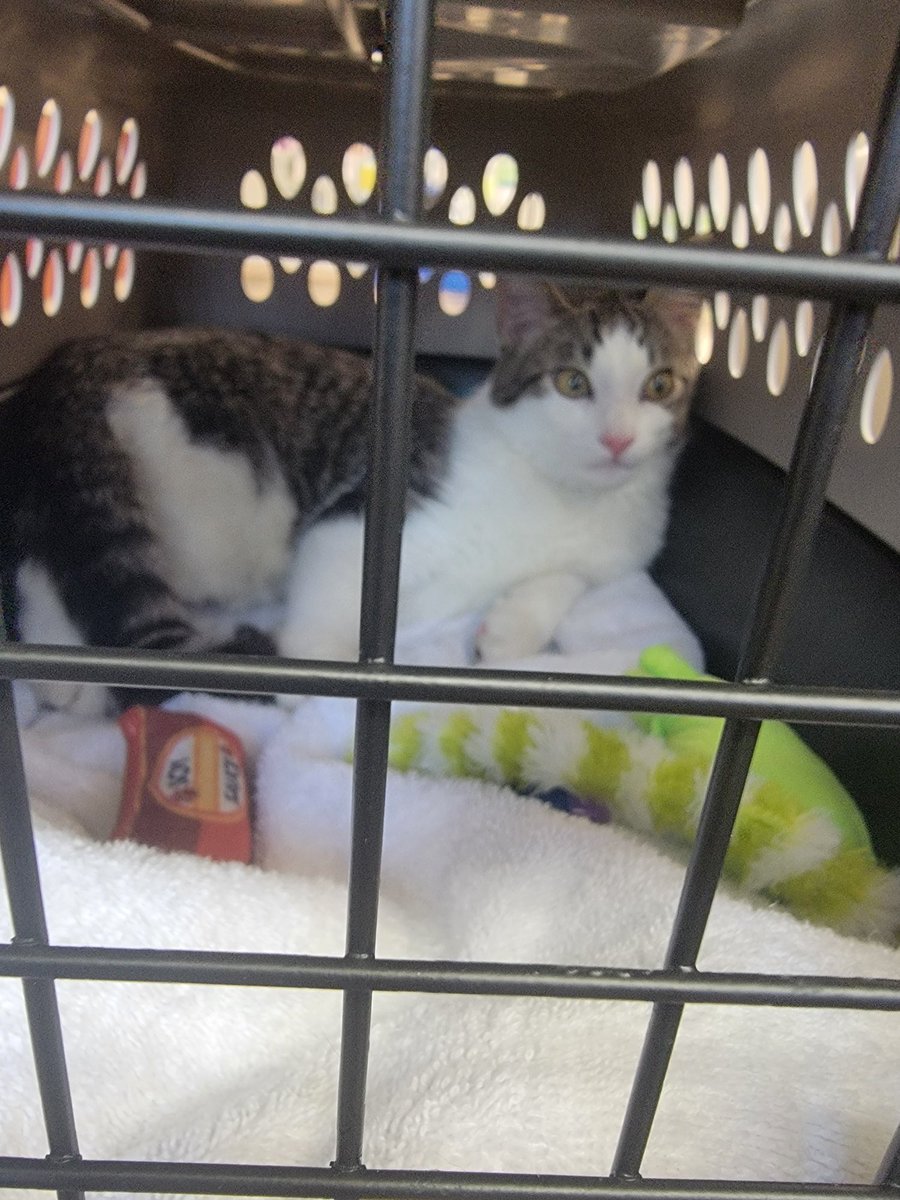 hbabe05's tweet photo. @pulte @pulte @realPulteFamily @PulteDaily 
My 6 month old kitten got hurt and his femur is fractured. It’s cost $2300 to get it amputated and $8000 to get it fixed.  PLEASE PLEASE PLEASE this would be a holiday miracle if we could get help. 
Cash App($hbabe05 Heather Walker) https://t.co/omCdlbEOVb