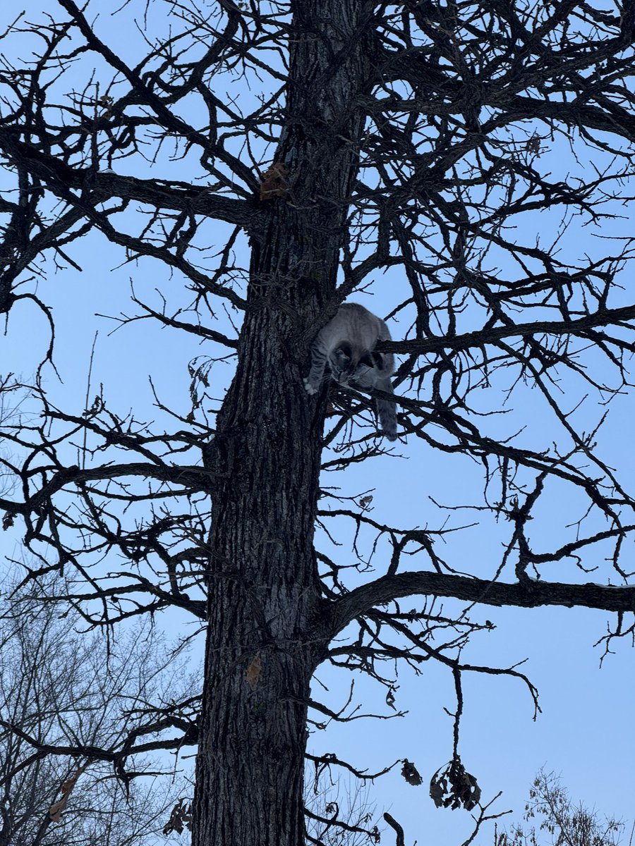 35rob35's tweet image. Caught Coco in a moment of high adventure today! 🌳😺 Our little explorer decided to conquer the heights, perching herself on a tree in our backyard. With the bare branches framing the clear sky, Coco looks like she's on a mission, surveying her territory from above. It's not…