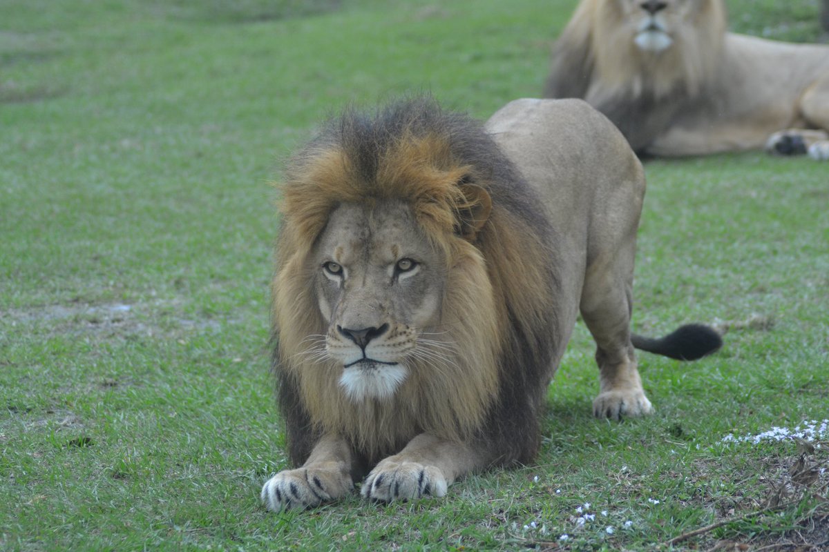When Christmas is so close, you can almost pounce on it! 🎄🦁
#Christmas2024 #FamilyTravel #RoadTrip