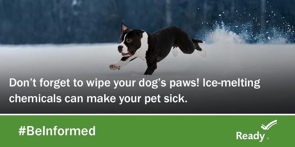 HealthHoco's tweet photo. Keep your pet healthy - Don't forget to wipe their paws if they’ve been outside! Ice-melting chemicals can make your pet sick. 

#PetPreparedness #WinterSafety #WinterStorm #ColdPrep https://t.co/DxJyMRuAQM
