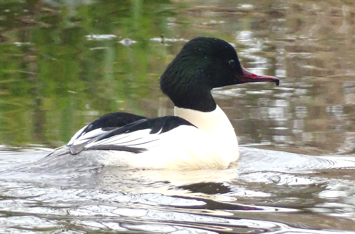 MarburyBirds tweet media