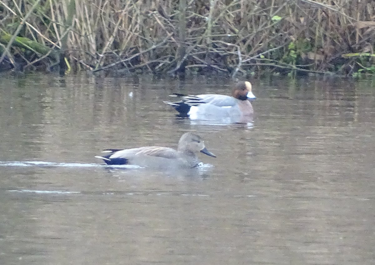MarburyBirds tweet media