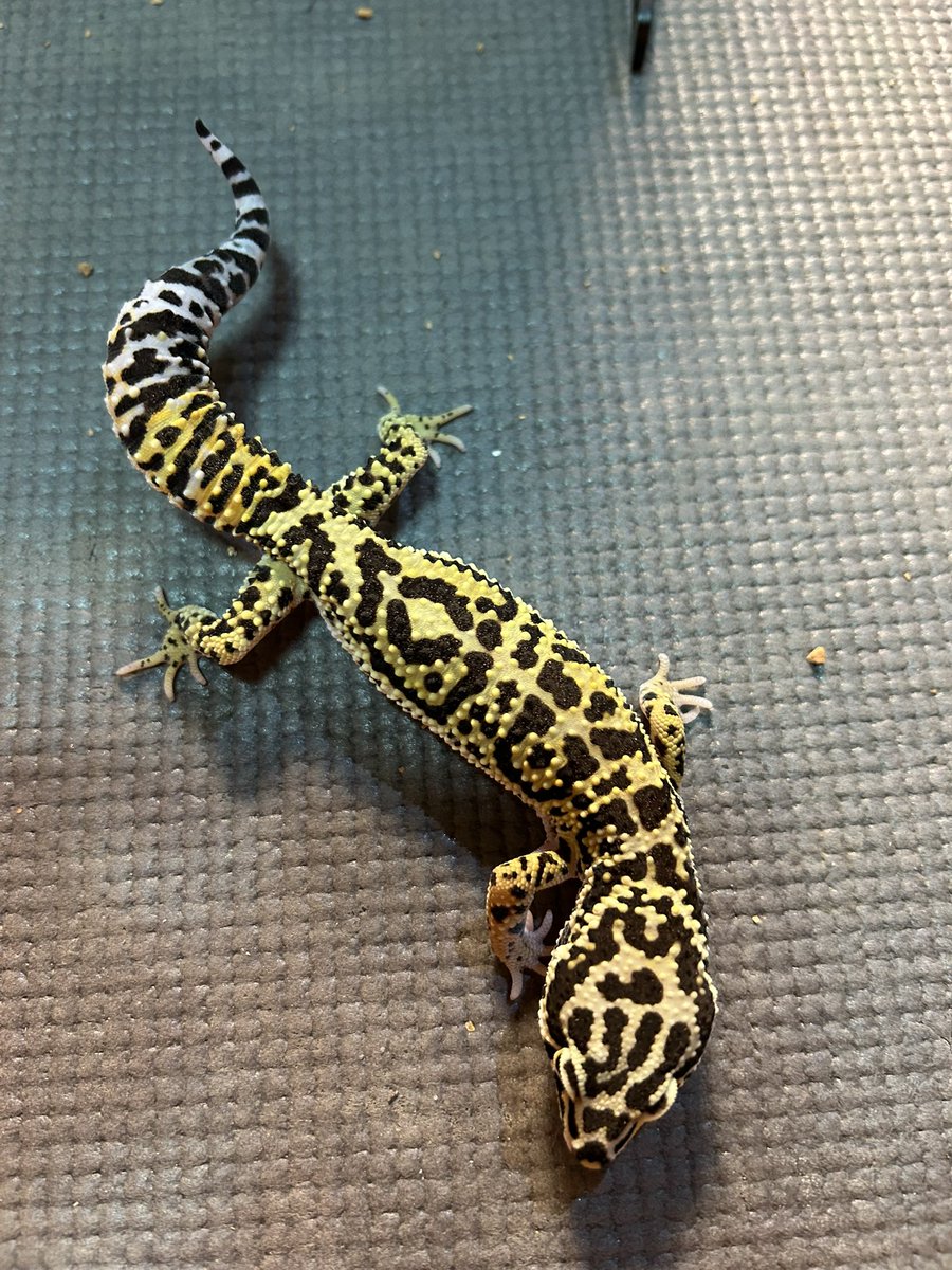 PacReptiles's tweet photo. アフガニクスくん、綺麗になったよ😍
@Morph_Leopard https://t.co/0L6XRihjbR