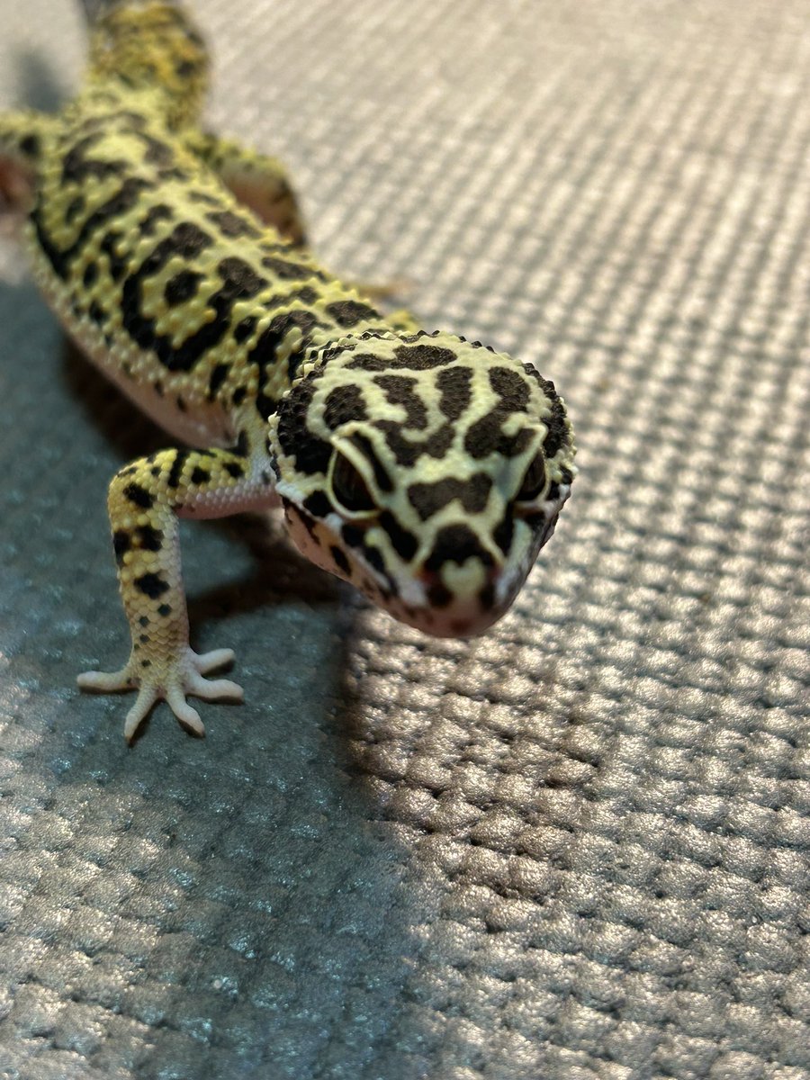 PacReptiles's tweet photo. アフガニクスくん、綺麗になったよ😍
@Morph_Leopard https://t.co/0L6XRihjbR