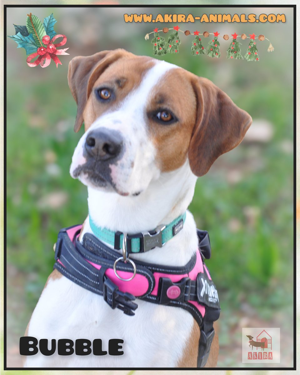 Amazing people can you make bubbles dream come true. She needs a forever home 
#foreverhome <a href="/MillieOTLFP/">Millie🐾🌈#oneforallandallformillie 🐾🌈</a> <a href="/Nightowl400/">Owly</a> <a href="/LisaClareRead2/">Lisa Clare Read 💙</a> <a href="/Marlene59165254/">Marlene R</a> <a href="/Elliebelle90200/">Chrissie</a> <a href="/Penny2449/">Penny</a> <a href="/Pixie_Tooth/">Pixie Tooth 🌈💔</a>