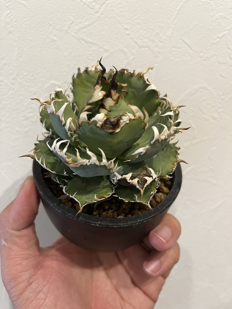 純血にして熱血のアガベラバー ハイドロ・ベアルートメリクロン・オンザゼオライト tweet media