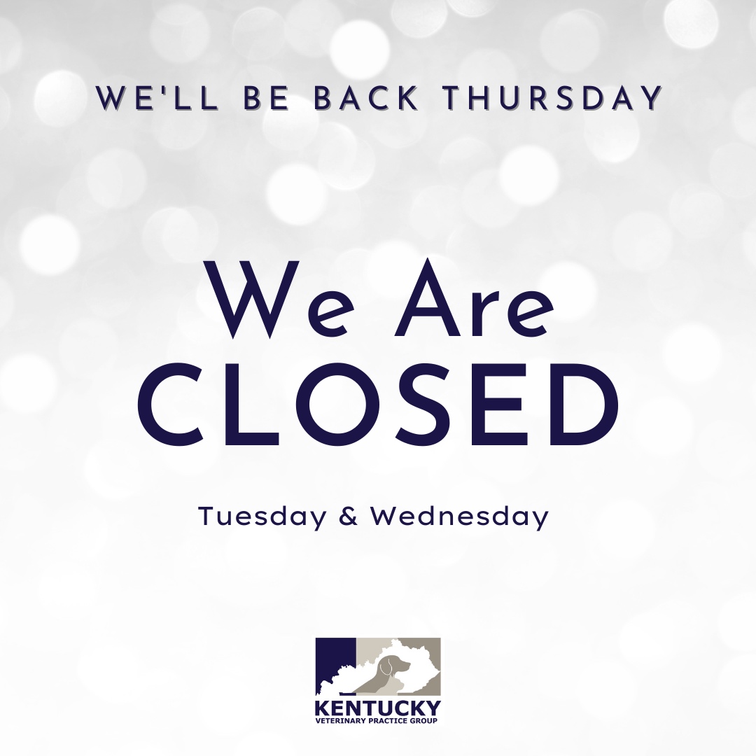 RichmondRoadVet's tweet image. Hey friends! Just a reminder that we'll be closed on Christmas Eve and Christmas Day to celebrate the holiday with our loved ones. We wish you all a joyful and festive time 🎅❤️🎄

#MerryChristmas #HolidayHours #TimeWithFamily #kentuckyveterinarypracticegroup