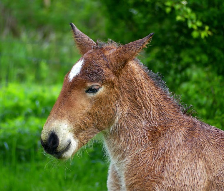 The weirdest thing I've had to do for an audiobook was listening to mule videos to make the sound into the mic. The author loved it 😂 #audiobooknarrator #voiceactor #animalnoises