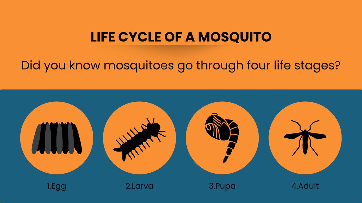 GLAmosquito's tweet photo. Did you know mosquitoes go through four life stages? Learn about their life cycle and how to stop them from hatching in your yard at https://t.co/ovfHUkvySq. #MosquitoLifeCycle #StopTheBite https://t.co/brVgN41LjI