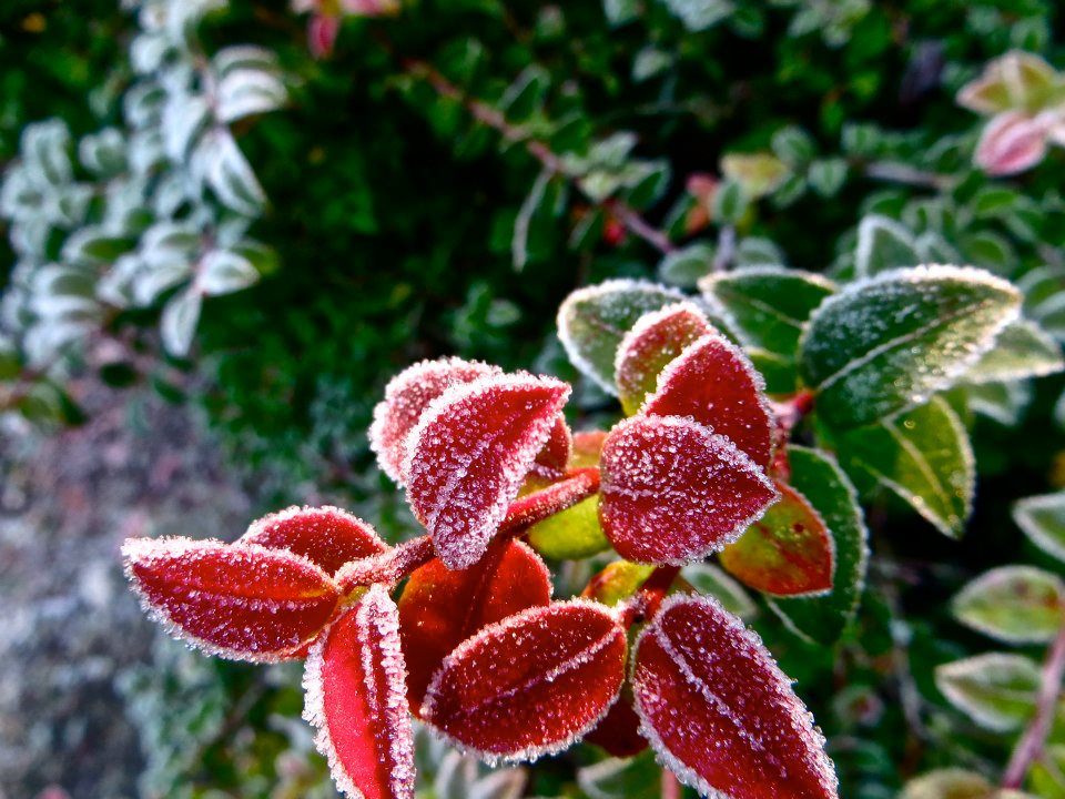 Laura Bassett tweet media