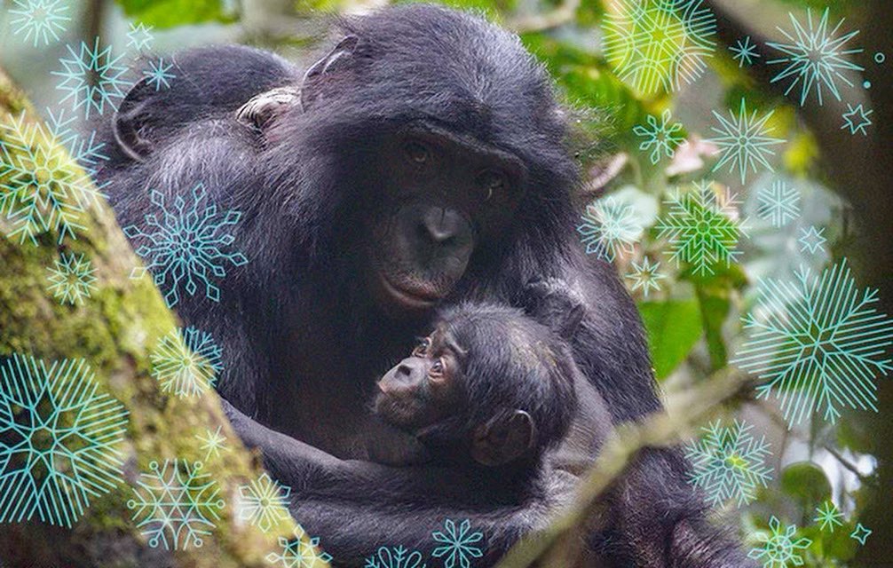 Bonobodotorg's tweet photo. Sending holiday hugs &amp; endless joy from the Bonobo Peace Forest! 🌟❤️
—With love from everyone at the Bonobo Conservation Initiative 🐒
#HappyHolidays #BonoboConservation #PeaceOnEarth #SaveTheBonobos #WildlifeConservation #SeasonOfGiving https://t.co/wOobGTpHij