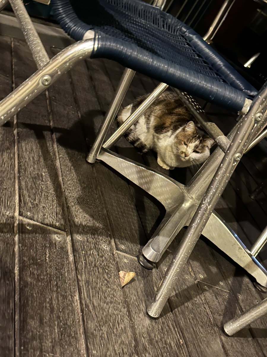 abs_jump's tweet photo. ねこいた https://t.co/6ccmPwh8X9