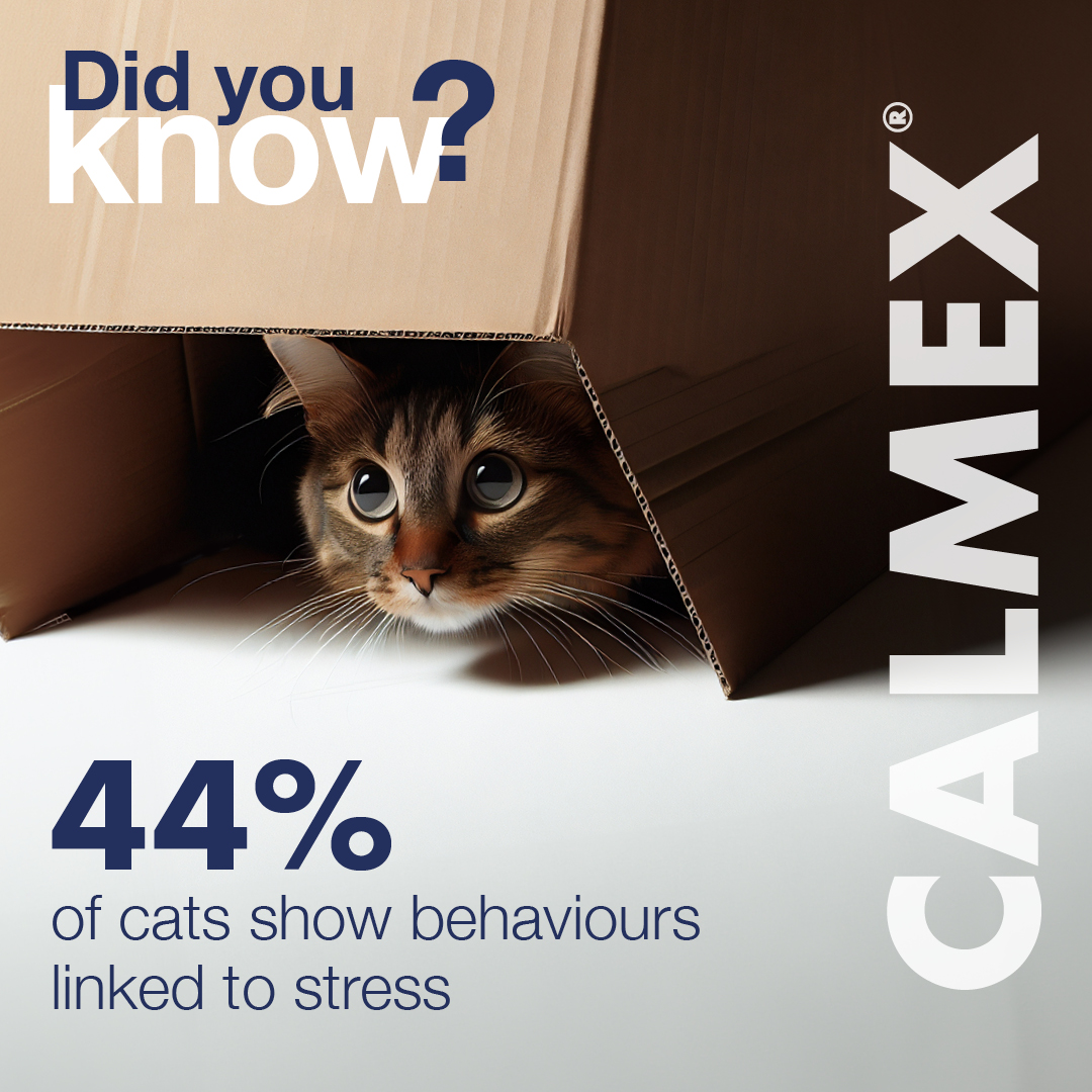 Did you know that 44% of cats show behaviours that can be linked to stress? If you are concerned about your cat, contact your vet practice today.