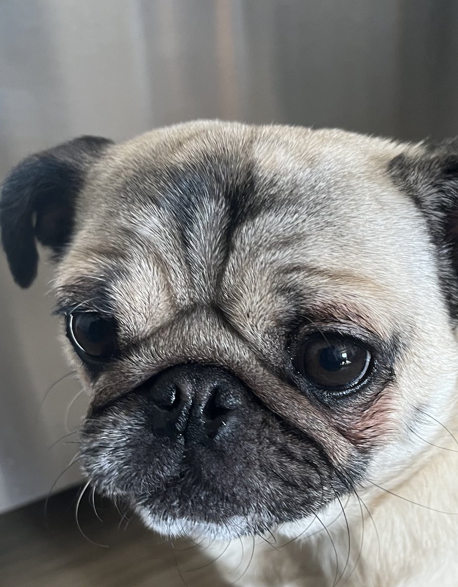 MoreauGabarain's tweet photo. #porphyrine #redcells #orange fur. Really interesting AI. I noticed the surrounding of the eyes of my pug turning a  bit reddish recently and asked Gemini. My dog looks healthy. Just saw the vet for a health certificate. But going to follow up. Not sure how: https://t.co/yU42n7cEy6