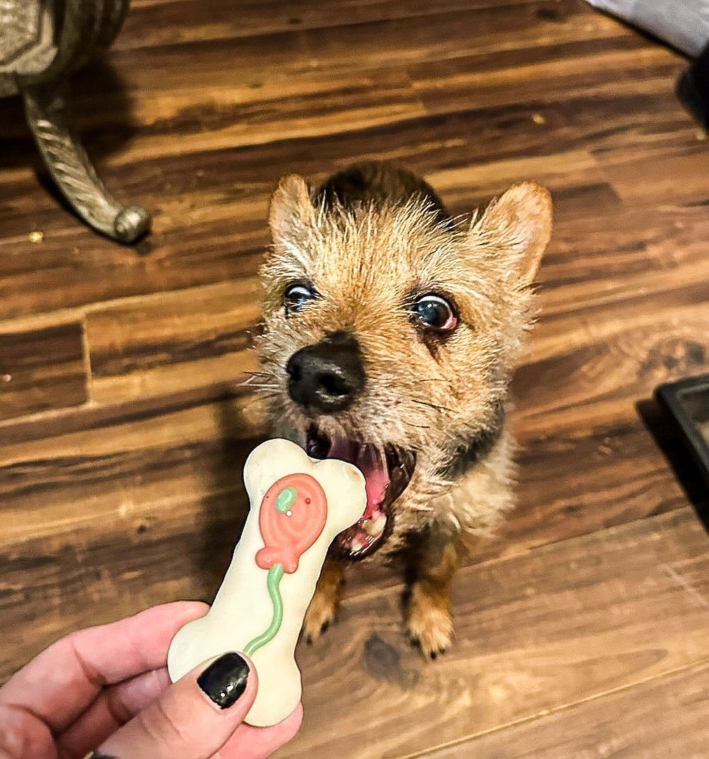 All hail the king of the treats