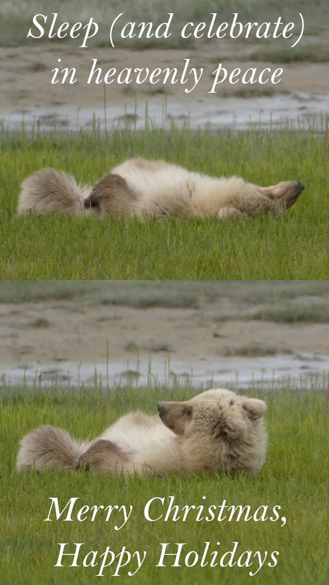 JessGetAnimated's tweet photo. To all my friends and mentors in the world of animation and beyond, thank you for being part of my story!

I pray your holiday season is as restful and refreshing as this little Alaskan brown bear cub's, filled with grazing, playing, and snoozing!

#MerryChristmas #HappyHolidays https://t.co/vjnpyfcYfF