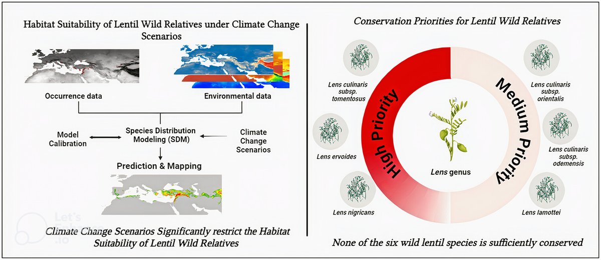 How can wild lentil species help to tackle climate change? 💭

👉Uses SDMs to model potential distribution &amp; extinction risk under future climate change scenarios
👉Finds that prioritizing conservation is key to safeguarding biodiversity &amp; food security

🔗doi.org/10.1111/1365-2…