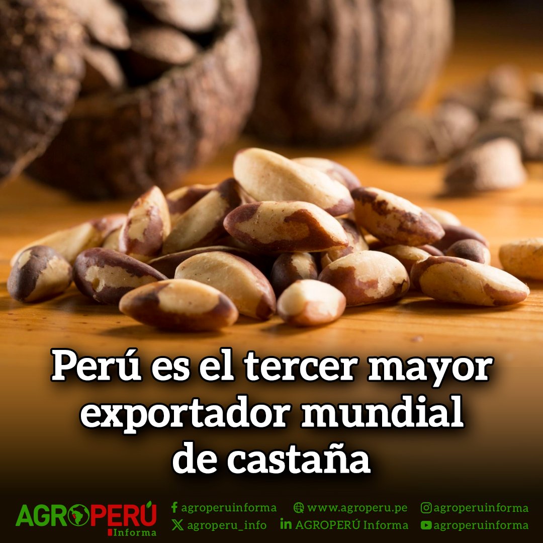 agroperu_info's tweet image. 🇵🇪 ¡#Perú sigue brillando a nivel mundial! 🌍 En 2023, nuestro país se consolidó como el tercer exportador mundial de #castaña (también conocida como nuez amazónica) 🌰, solo por detrás de Bolivia y Alemania 🇧🇴🇩🇪. 

👉  tinyurl.com/2r5vnezv