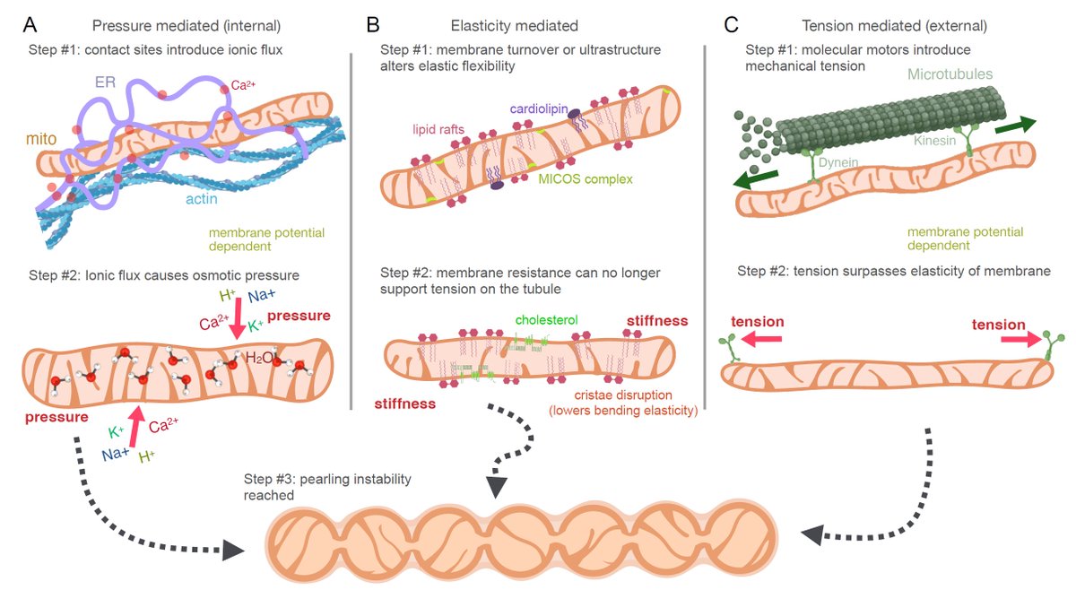 But what triggers pearling &amp; how can we make sense of  distinct morphological changes? We pinpoint several perturbations that differentially impact membrane tension, elasticity, or osmotic pressure, and present a unifying framework: t.ly/yTsPr Collab w/ <a href="/calico/">Calico</a>