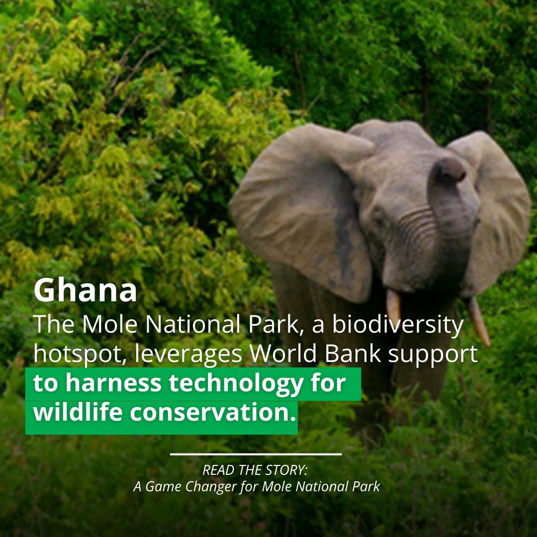 World Bank Africa (@worldbankafrica) on Twitter photo A <a href="/WorldBank/">World Bank</a>-supported staff training on new monitoring equipment is a game changer for Ghana’s <a href="/MolePark/">Mole National Park</a>.
Learn more about this <a href="/WBG_IDA/">IDA - World Bank</a> funded project: wrld.bg/CBhE50UugfE
#AfricaACTs in 2024 A <a href="/WorldBank/">World Bank</a>-supported staff training on new monitoring equipment is a game changer for Ghana’s <a href="/MolePark/">Mole National Park</a>.
Learn more about this <a href="/WBG_IDA/">IDA - World Bank</a> funded project: wrld.bg/CBhE50UugfE
#AfricaACTs in 2024