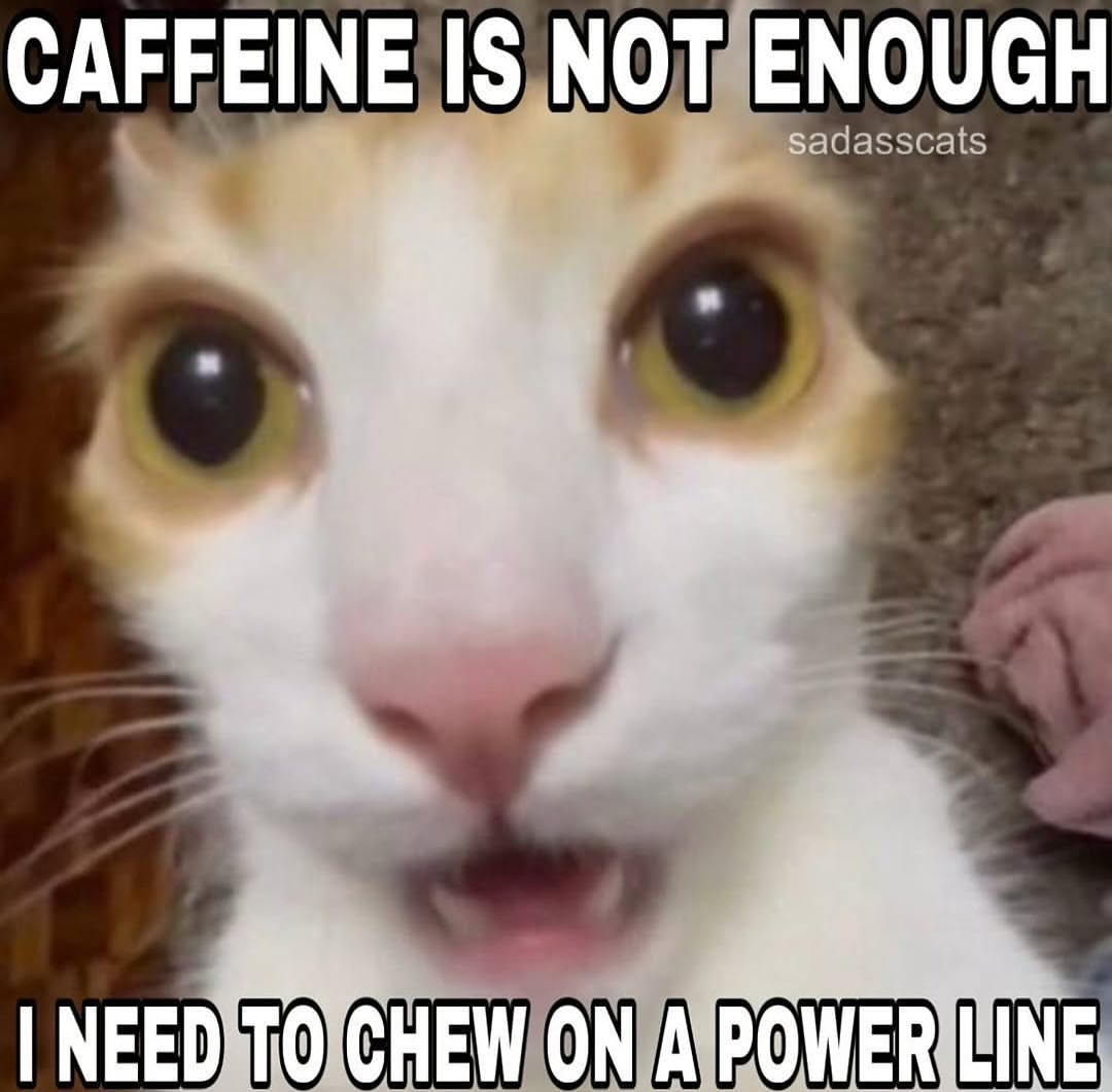 Catsillyness's tweet photo. ㅤ https://t.co/TeFwQeQqbG