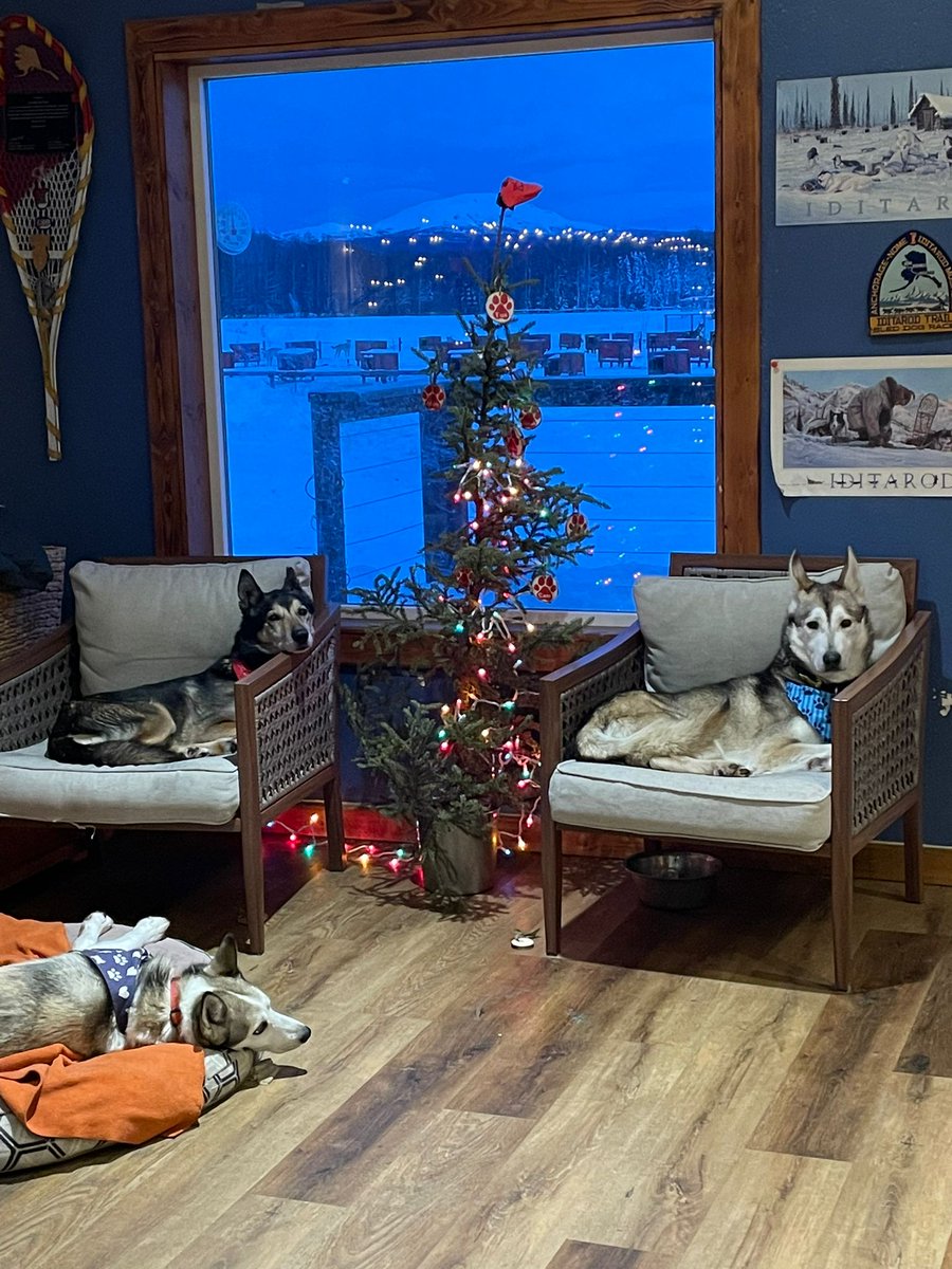 Merry Christmas Eve Eve! We're ready for Christmas here at the dog lot. What about you? 🎅🏼🎄

#alaska #sleddogs #alaskanhuskies #dogmusher #mushinglife #alaskalife #merrychristmas