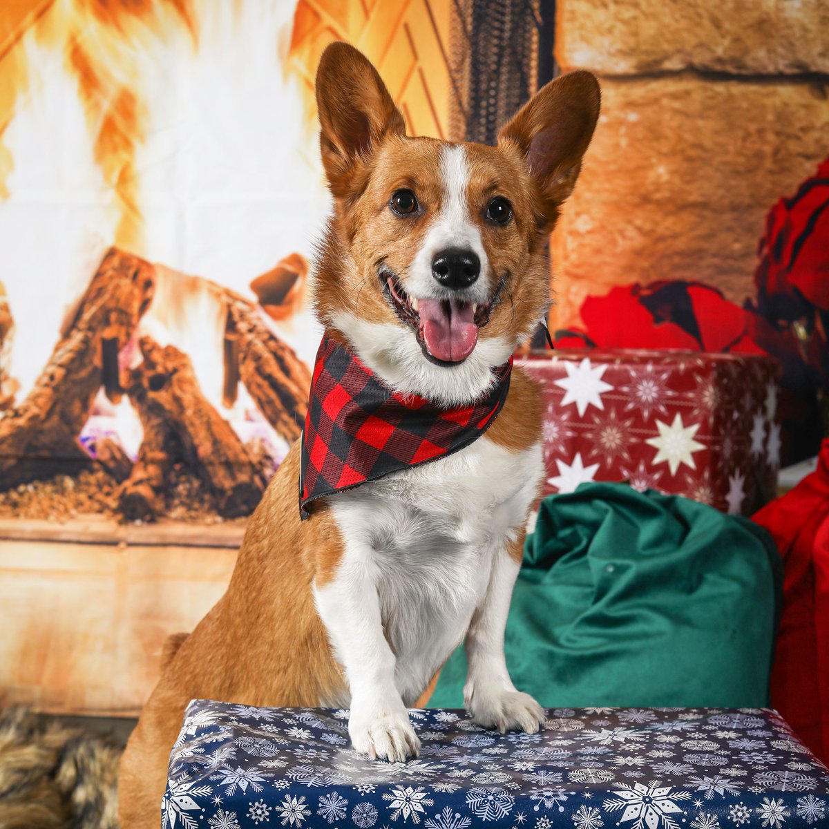 Miss Bentley The Corgi tweet media