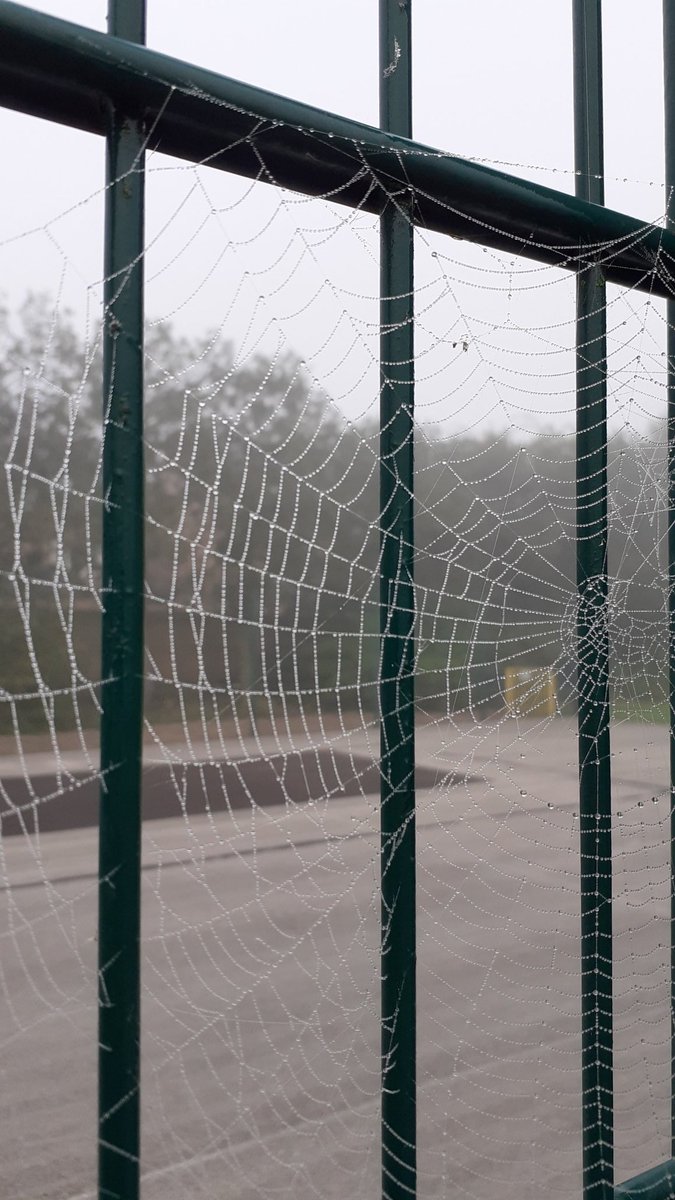 johnwxxiv's tweet image. #alphabetchallenge #WeekZforZoom #spidersweb